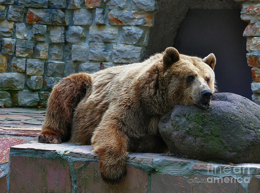 Bear Photograph - Hanging Out by Jutta Maria Pusl
