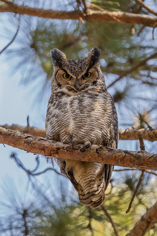 Owl Photograph - Hanging Out by Paul Schultz