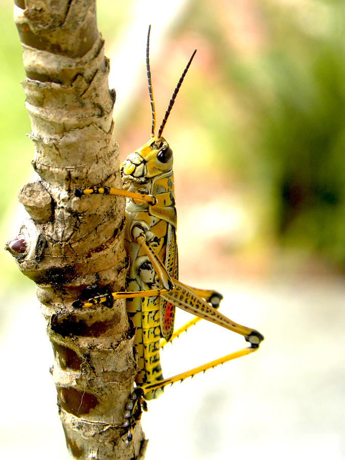 Grasshopper Photograph - Hanging Out by Phil Bishop