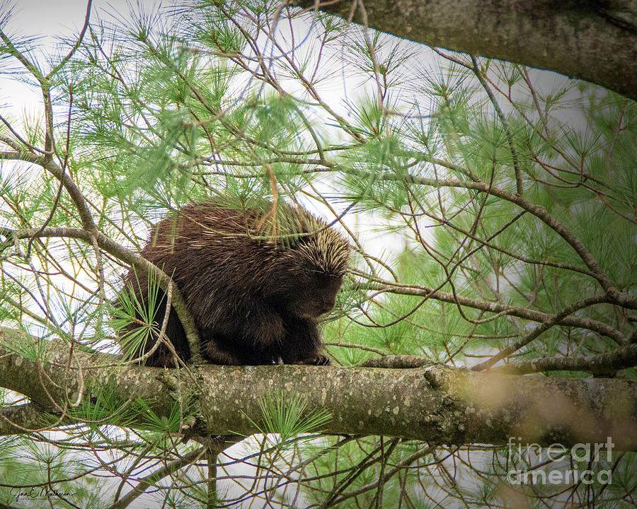 Hanging Out - Porcupine Photograph