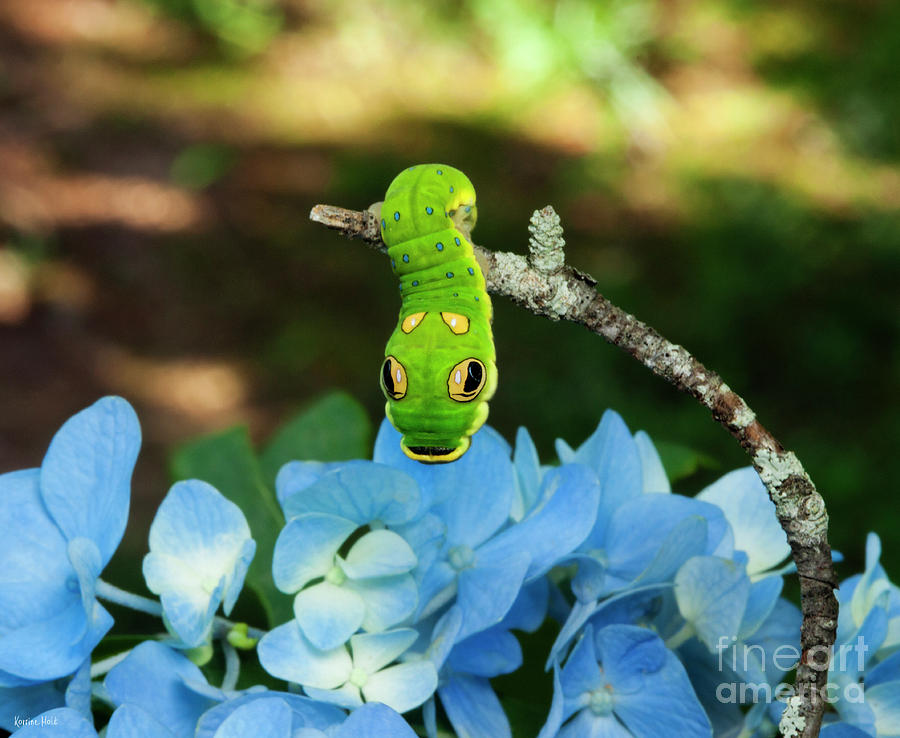Hanging Out With Swallowtail Caterpillar Photograph