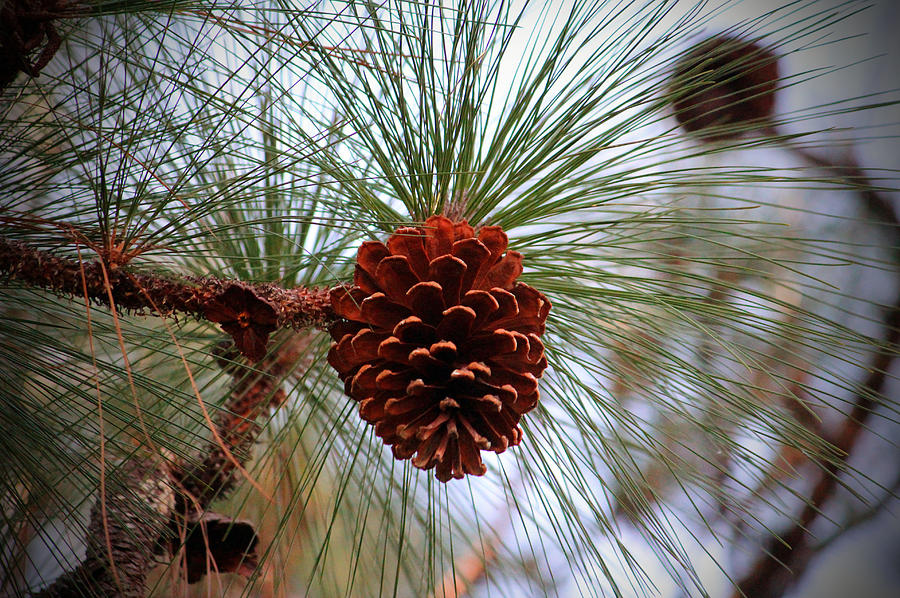 Nature Photograph - Hanging  Pine Cone by Cynthia Guinn