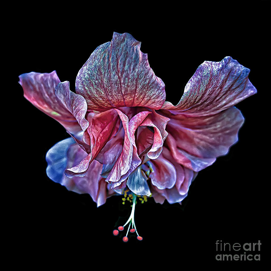 Hanging Pink Hibiscus Photograph by Walt Foegelle