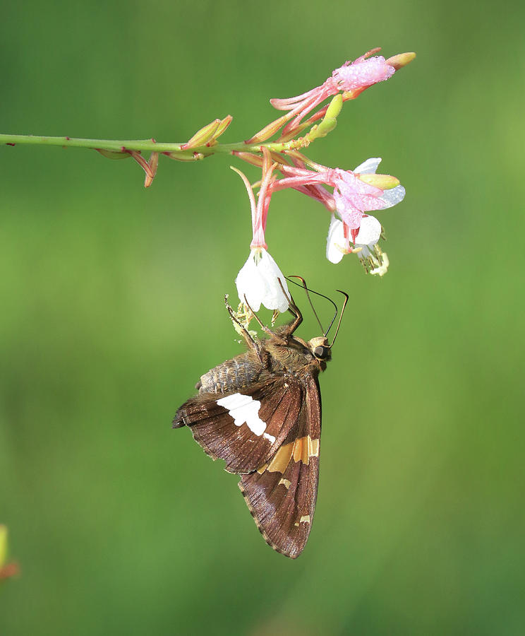 Hanging Pollinator Photograph by J Laughlin