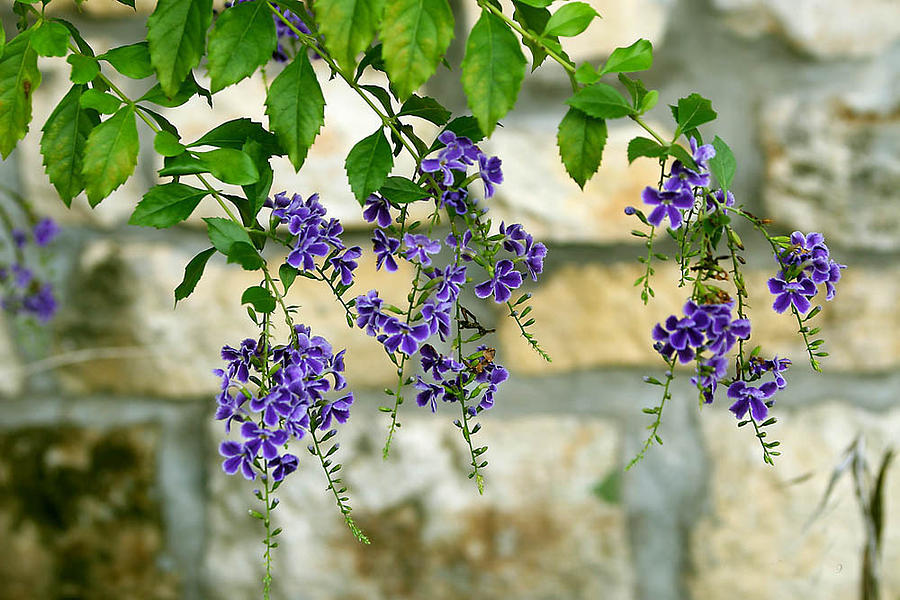 Hanging Purple Flowers Photograph by Linda Phelps