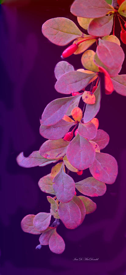 Flower Photograph - Hanging Purple by Ian  MacDonald