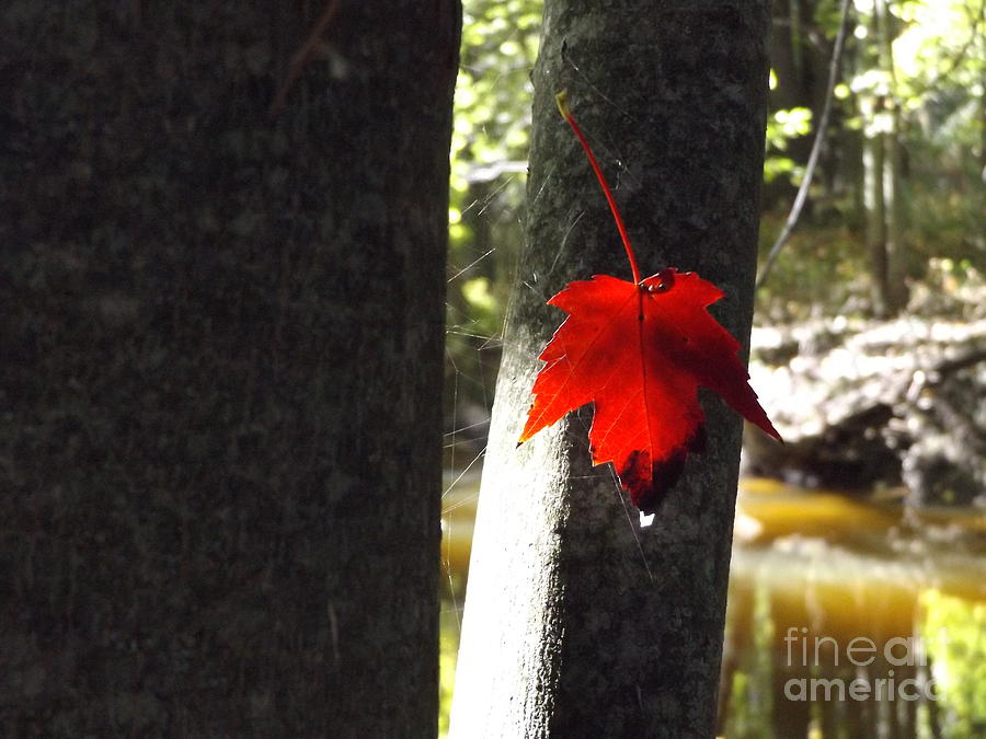 Hanging Red Leaf Photograph by Erick Schmidt