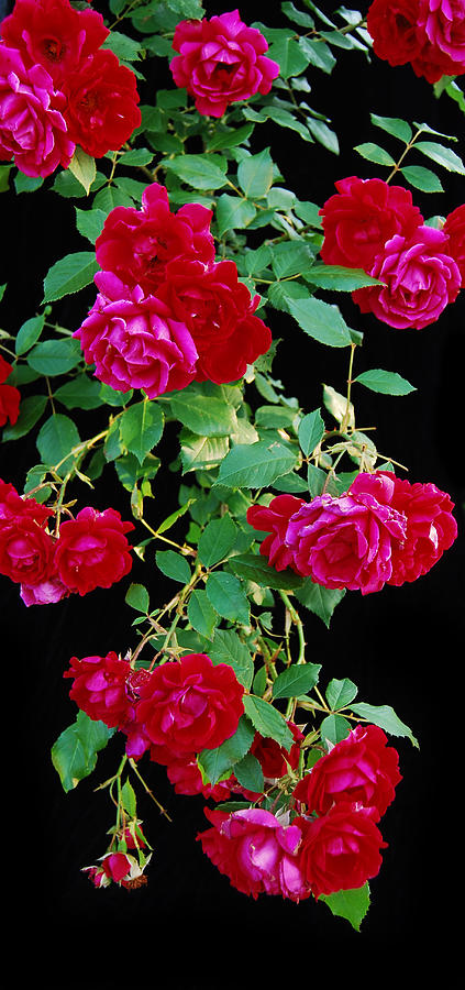 Hanging Roses 2593 Photograph by Michael Peychich