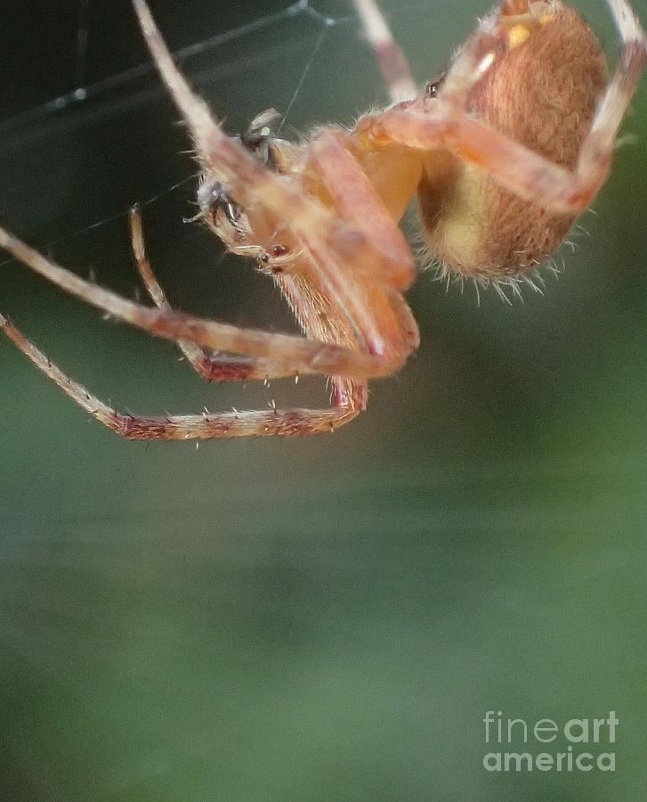 Nature Photograph - Hanging Spider by Christina Verdgeline