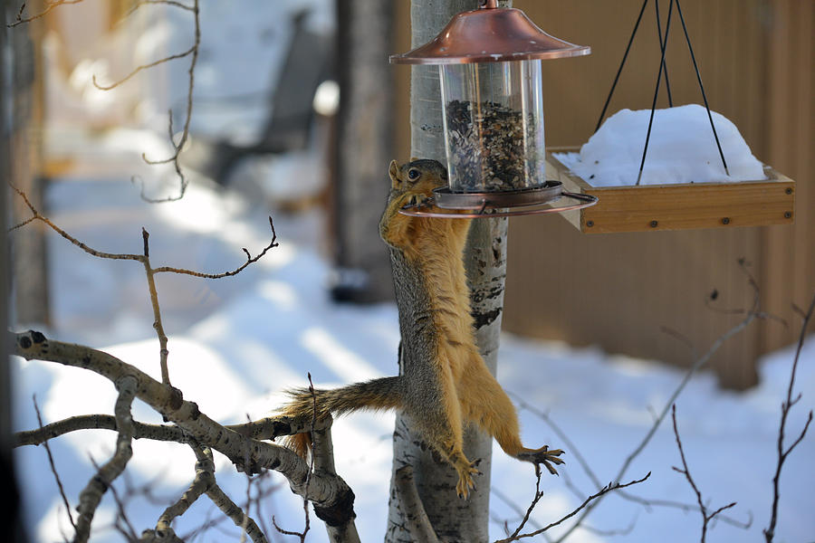 Hanging Squirrel Photograph by Matt Swinden