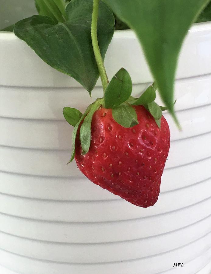 Hanging Strawberry Photograph by Marian Lonzetta