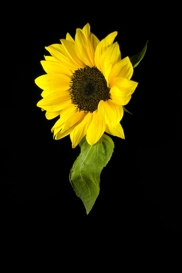 Hanging Sunflower Photograph by Elsa Santoro