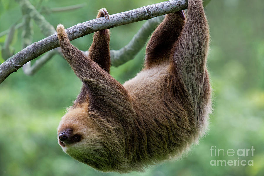 Hanging Three-toed Sloth Photograph