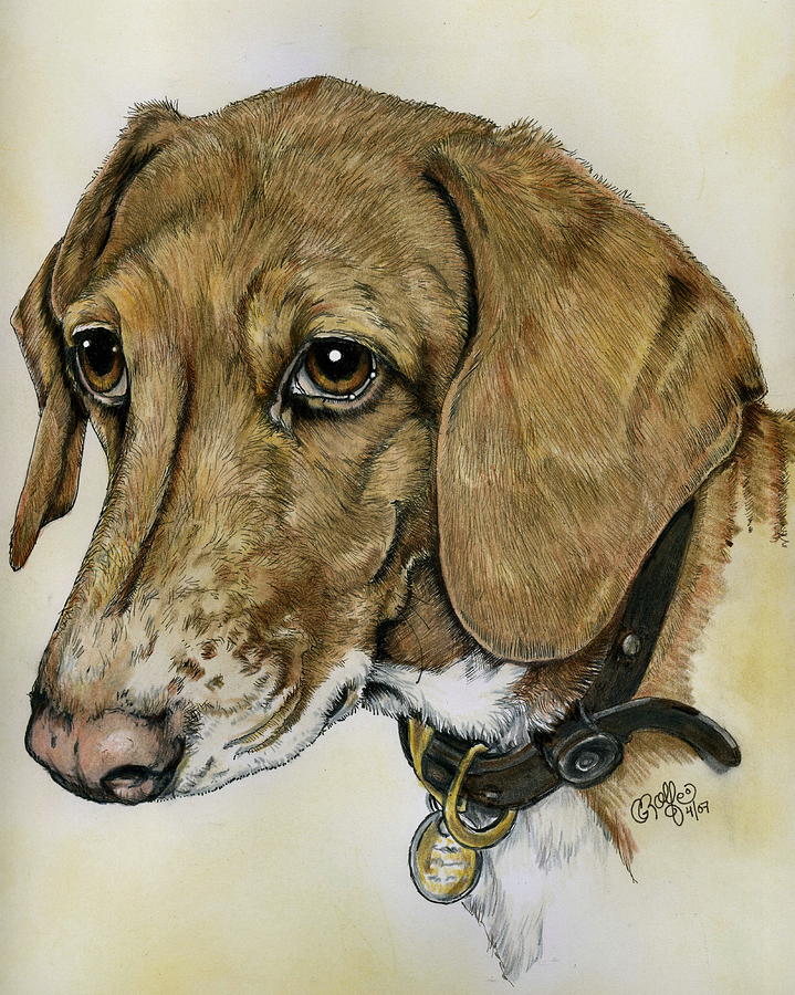 Animal Drawing - Hank The Hound by Crystal Rolfe