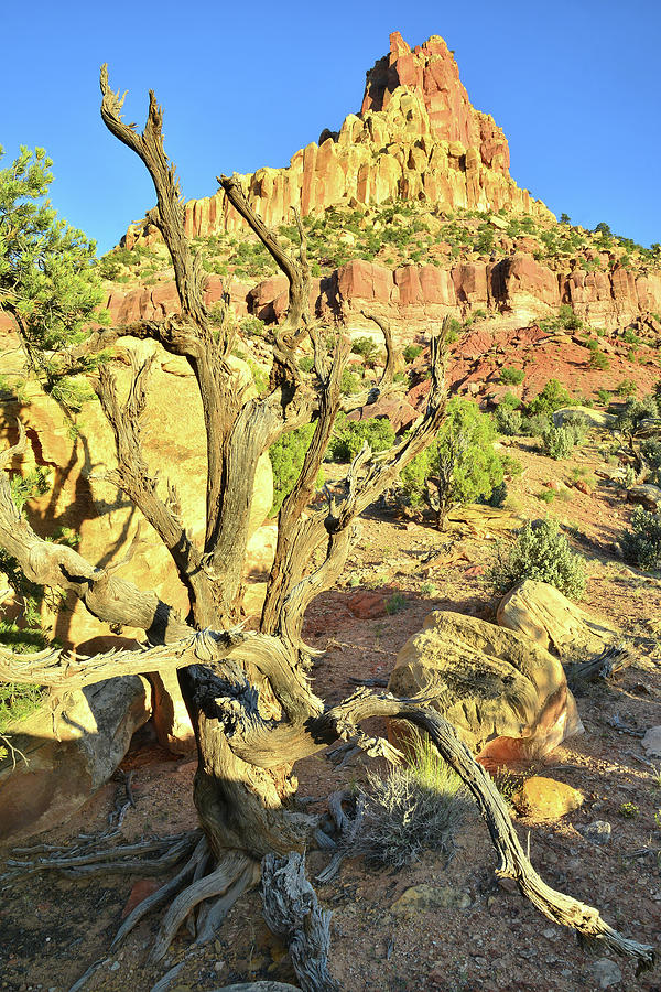 Capitol Reef National Park Photograph - Hanks Juniper by Ray Mathis