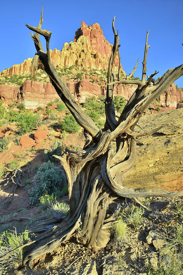 Capitol Reef National Park Photograph - Hanks Tower Juniper by Ray Mathis
