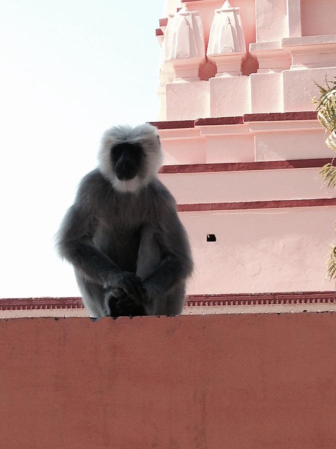 Monkey Photograph - Hanuman guardian by LeLa Becker