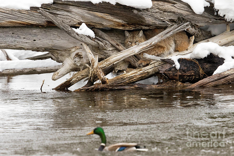Duck Blind  #1 Photograph by Aaron Whittemore