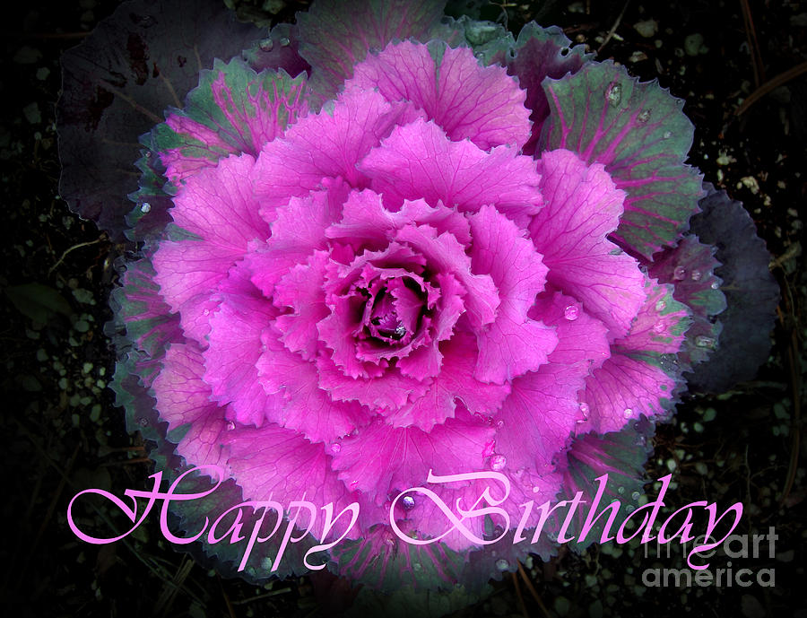 Happy birthday card - Kale flower Photograph by Sofia Goldberg | Pixels