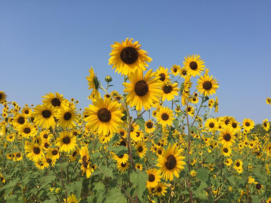 Wild Sunflowers Campestre Al Gov Br