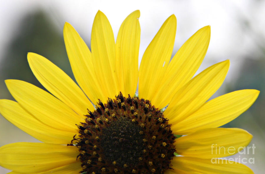 Sunflower Photograph - Happiness by Amy Steeples