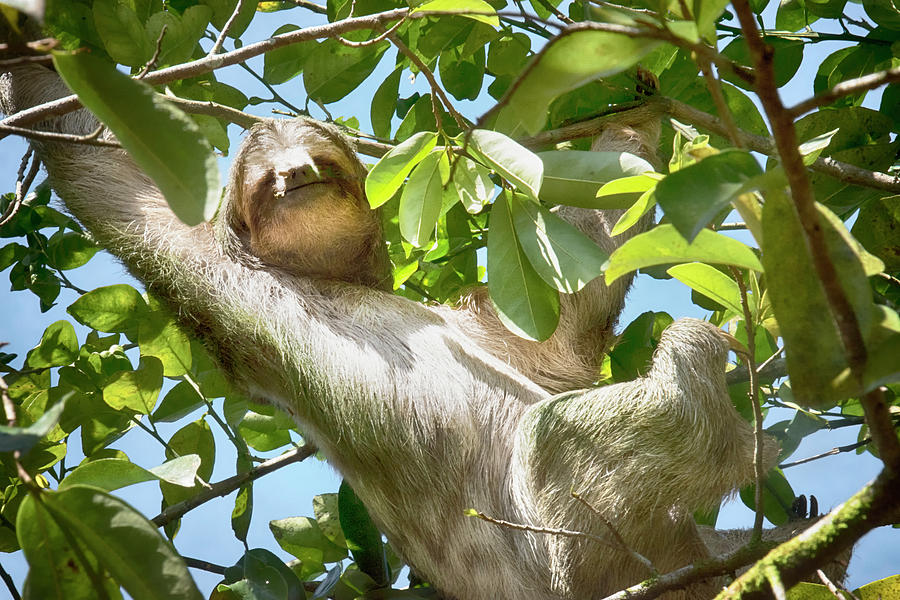 Happiness is a 3 Toed Sloth Photograph by Jessica Levant