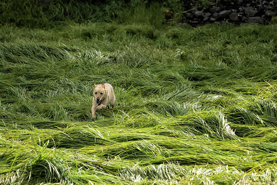 Happiness is Running Through a Field of Grass Photograph by Belinda Greb