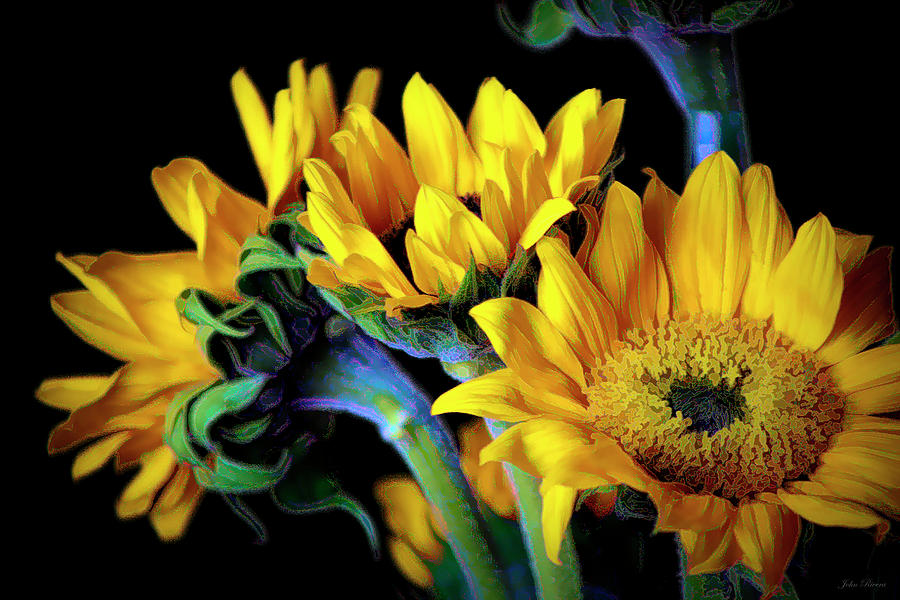 Happiness is Sun Flowers Photograph by John Rivera