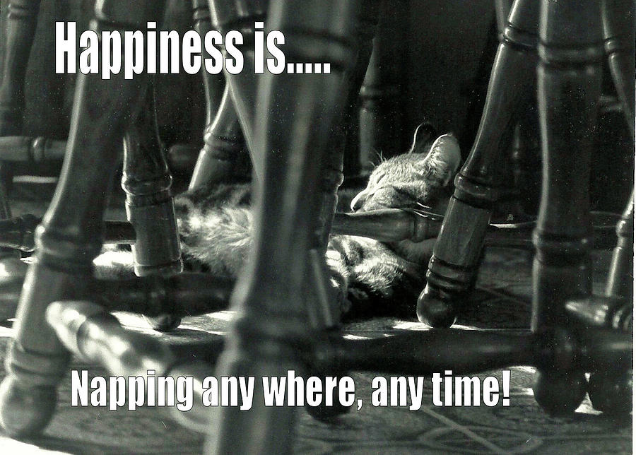 Happiness is taking a nap Photograph by Laura Smith