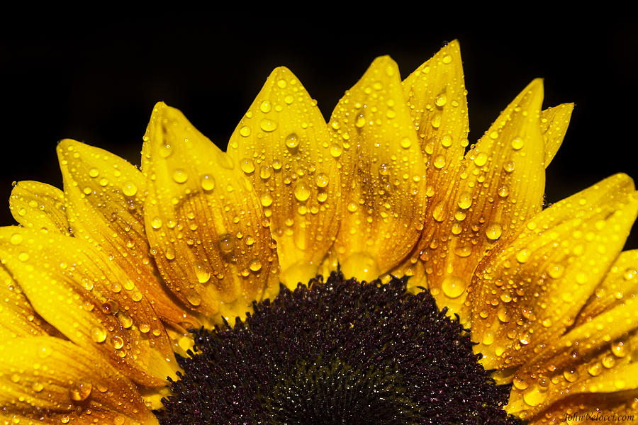 Happiness Is Yellow Photograph by John Velocci - Fine Art America