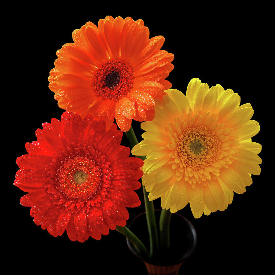 Happiness - Orange Red and Yellow Gerbera on Black Photograph by Gill Billington