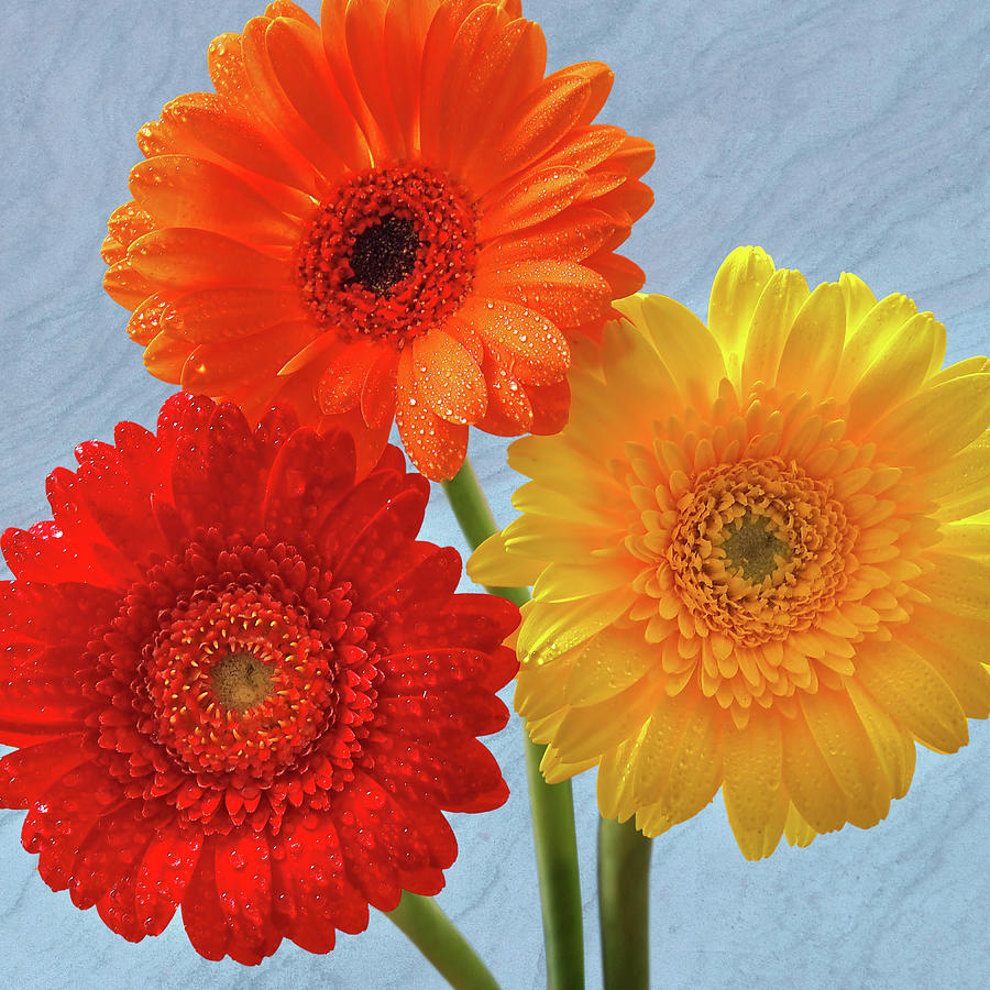 Happiness Orange Red and Yellow Gerbera on Blue Photograph by Gill Billington