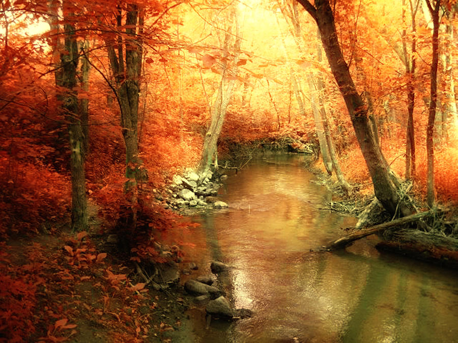 Fall Photograph - Happy accidents by Angela King-Jones