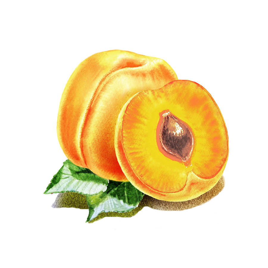 Happy Apricots  Painting by Irina Sztukowski