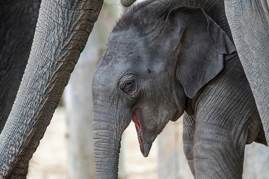 Happy Baby Elephant Photograph by Arterra Picture Library