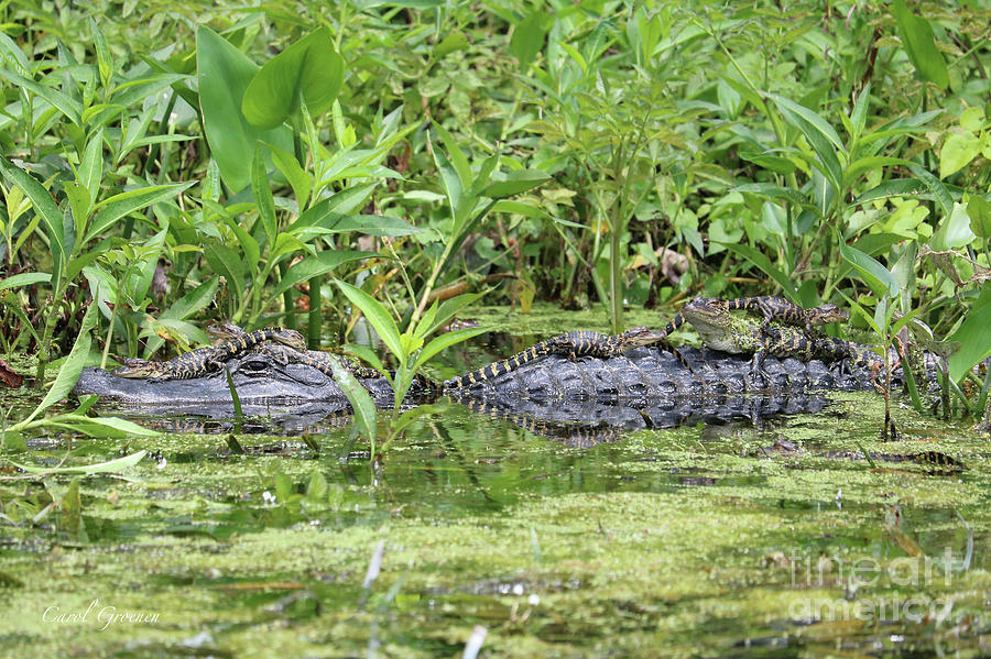 Happy Baby Gators with Mom Photograph by Carol Groenen