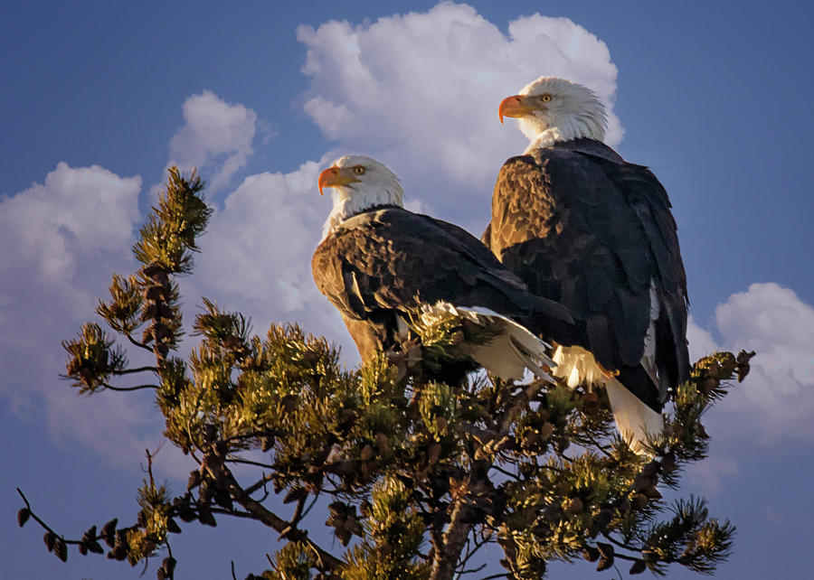 Happy Bald Eagle Couple Photograph