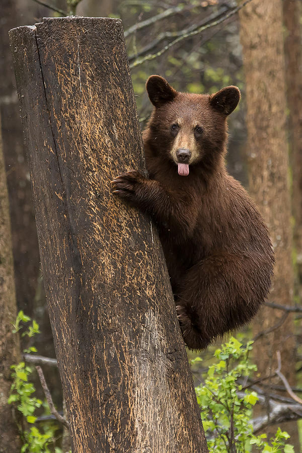 Happy Bear Photograph by Mary Jo Cox