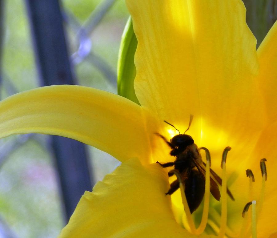 Happy Bee in the Daylily Photograph by Belinda Lee