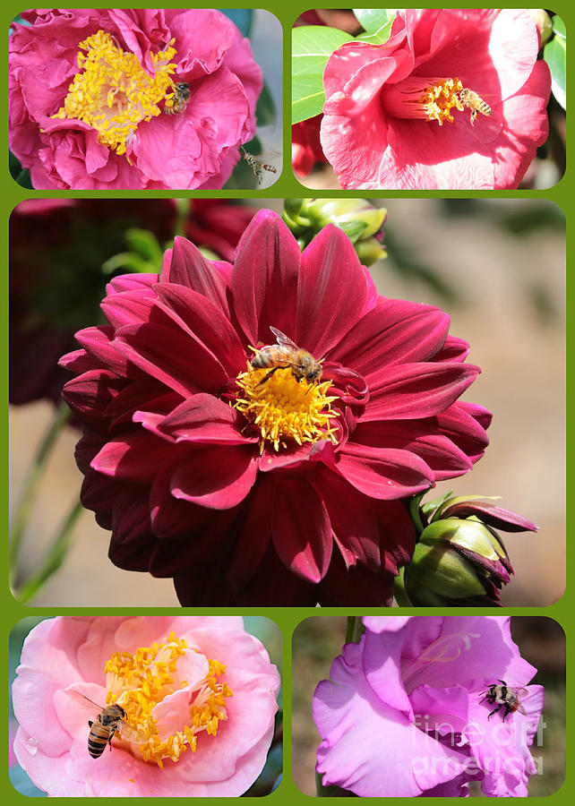 Happy Bees and Flowers Collage Photograph by Carol Groenen