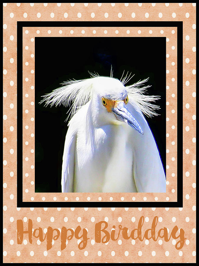 Happy Birdday Photograph by HH Photography of Florida