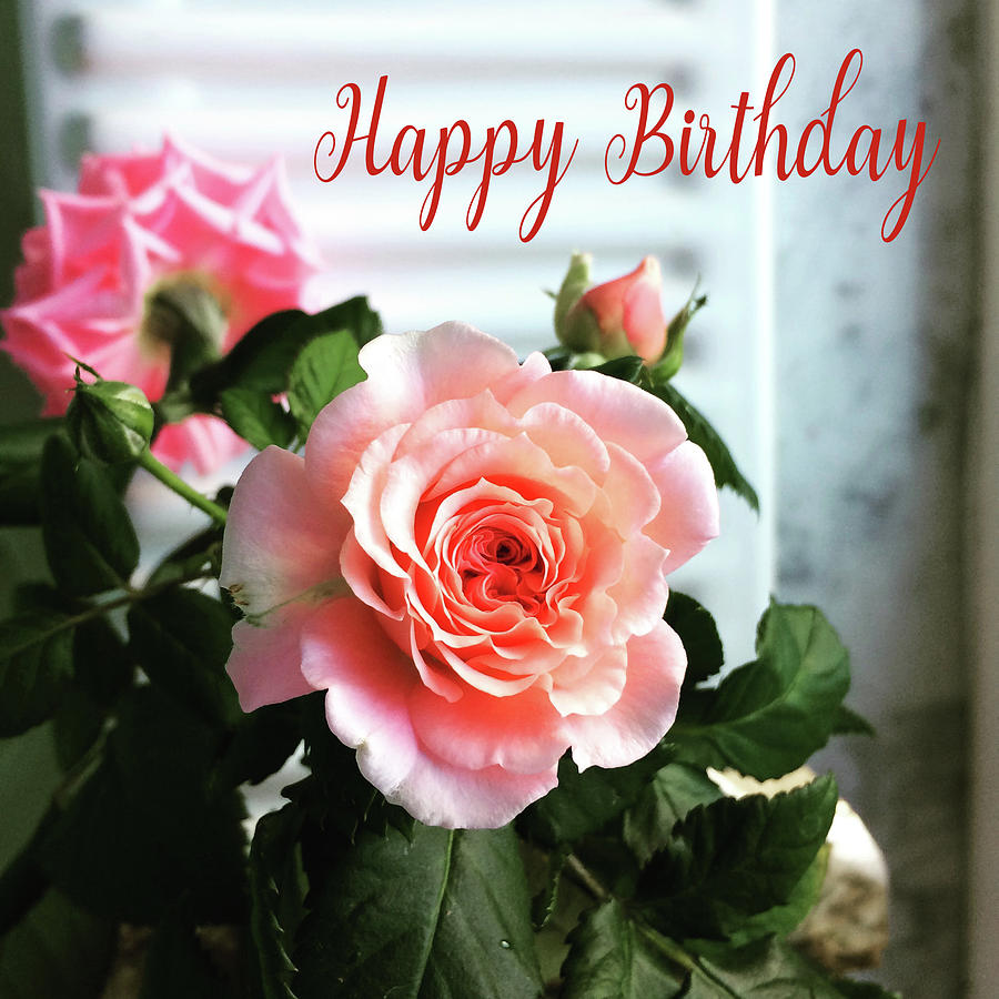 Happy Birthday 105 Photograph by Ericamaxine Price