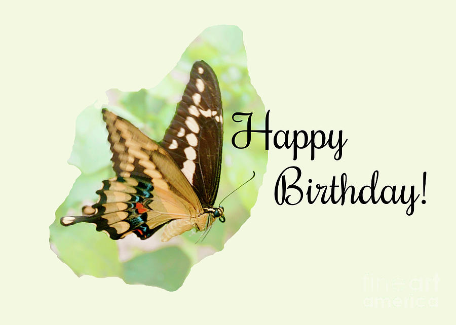 Happy Birthday Card with Butterfly by Claudia Ellis Photograph by Claudia Ellis