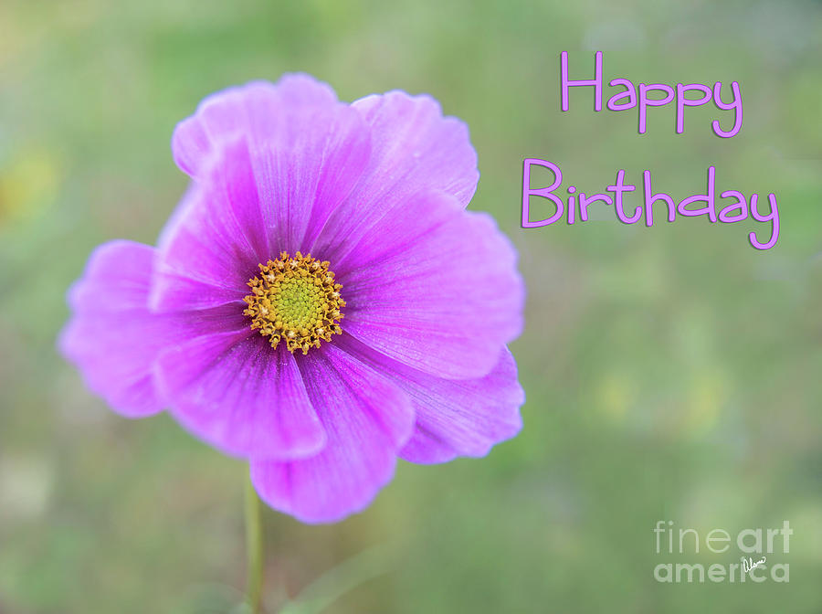 Happy Birthday - Flower Photograph by Alana Ranney