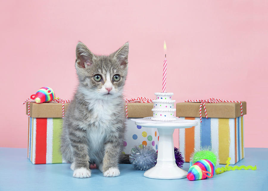 Happy Birthday Kitten Photograph by Sheila Fitzgerald - Pixels