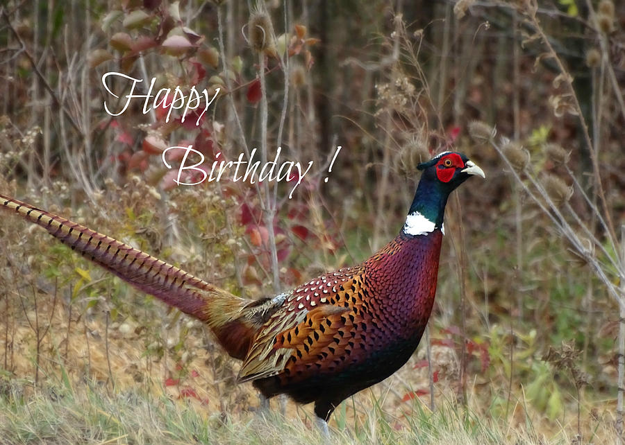 Happy Birthday Pheasant Photograph by Dark Whimsy