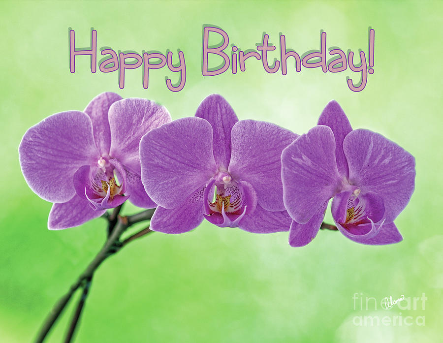Happy Birthday Pink Orchids Photograph by Alana Ranney