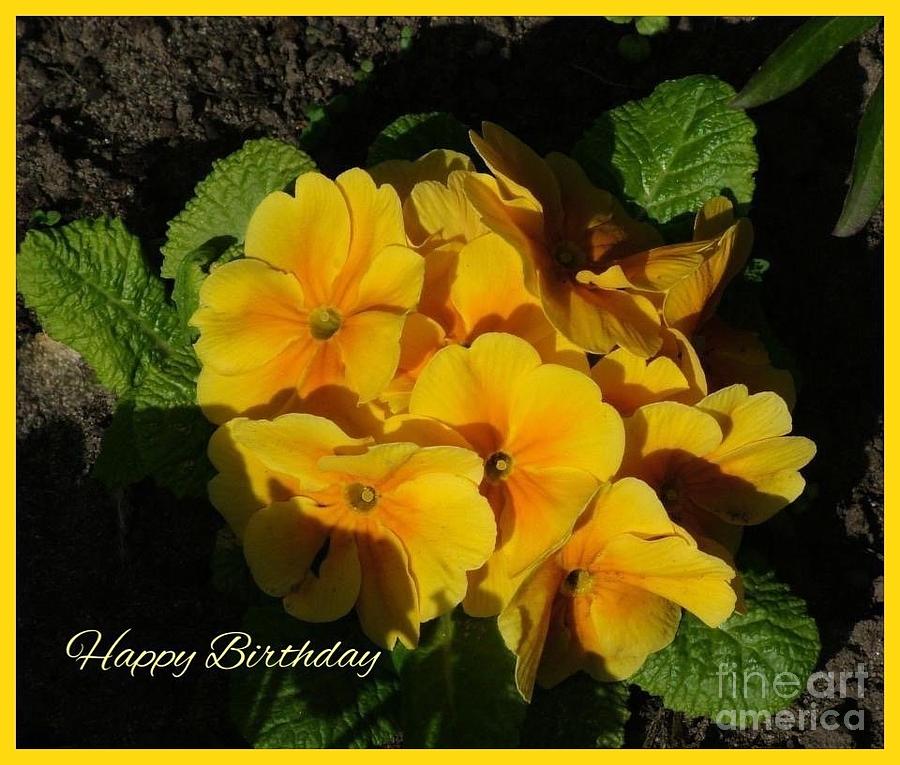 Happy Birthday Primrose Photograph by Joan-Violet Stretch