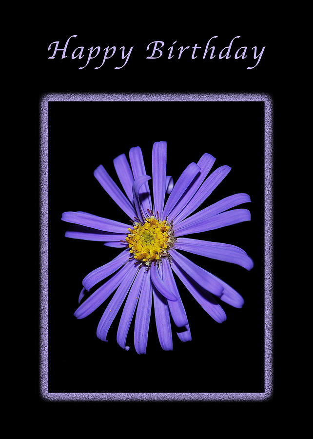 Happy Birthday Purple Aster Photograph by Michael Peychich