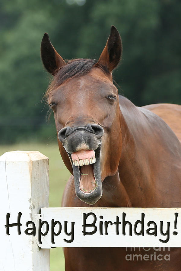 Happy Birthday Horse